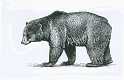 ursus arctos